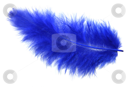 To use this stock image in your creative project, please select the size you need over to the right and click the "Add to Cart" button.
Your downloaded image will come with the Cutcaster watermark removed so don’t worry about the watermark you see on this page. Blue feather stock photo, Blue feather isolated on white by Tilo