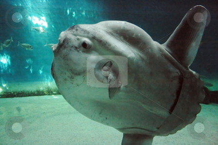 To use this stock image in your creative project, please select the size you need over to the right and click the "Add to Cart" button.
Your downloaded image will come with the Cutcaster watermark removed so don’t worry about the watermark you see on this page. Luna-fish stock photo, Huge luna-fish (mola-mola or oean sunfish) in dark underwater environment. by Natalia Macheda