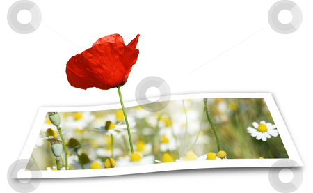 To use this stock image in your creative project, please select the size you need over to the right and click the "Add to Cart" button.
Your downloaded image will come with the Cutcaster watermark removed so don’t worry about the watermark you see on this page. Looming Poppy stock photo, Poppy looming from a printed photo paper, over white by Tilo