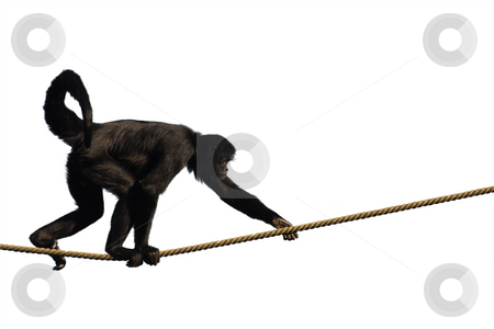 To use this stock image in your creative project, please select the size you need over to the right and click the "Add to Cart" button.
Your downloaded image will come with the Cutcaster watermark removed so don’t worry about the watermark you see on this page. Climbing Monkey stock photo, Colombian Spider Monkey, climbing on a rope, isolated on white by Tilo
