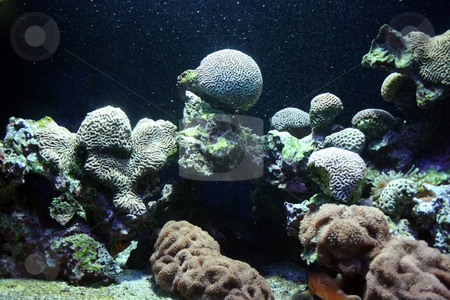 To use this stock image in your creative project, please select the size you need over to the right and click the "Add to Cart" button.
Your downloaded image will come with the Cutcaster watermark removed so don’t worry about the watermark you see on this page. Ocean flora stock photo, Underwater corals seem extraterrestrial or future landscape by Natalia Macheda