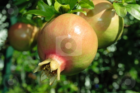 To use this stock image in your creative project, please select the size you need over to the right and click the "Add to Cart" button.
Your downloaded image will come with the Cutcaster watermark removed so don’t worry about the watermark you see on this page. Pomegranate fruit stock photo, Closeup of a pomegranate fruit on a tree during the period of upcoming harvest by Natalia Macheda