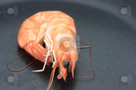 To use this stock image in your creative project, please select the size you need over to the right and click the "Add to Cart" button.
Your downloaded image will come with the Cutcaster watermark removed so don’t worry about the watermark you see on this page. Shrimp on a pan stock photo, Close-up of lonely shrimp on a black pan by Natalia Macheda