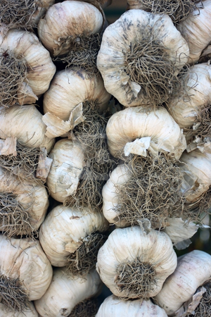 To use this stock image in your creative project, please select the size you need over to the right and click the "Add to Cart" button.
Your downloaded image will come with the Cutcaster watermark removed so don’t worry about the watermark you see on this page. Garlic stock photo, Fresh garlic in plaits on peasant market by Natalia Macheda
