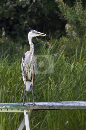 To use this stock image in your creative project, please select the size you need over to the right and click the "Add to Cart" button.
Your downloaded image will come with the Cutcaster watermark removed so don’t worry about the watermark you see on this page. Great Blue Heron stock photo, Great Blue Heron by Jarrod Erbe