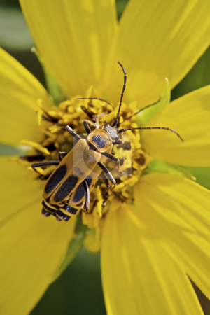 To use this stock image in your creative project, please select the size you need over to the right and click the "Add to Cart" button.
Your downloaded image will come with the Cutcaster watermark removed so don’t worry about the watermark you see on this page. Margined leatherwing beetles stock photo, Margined leatherwing beetles ( mating) by Jarrod Erbe