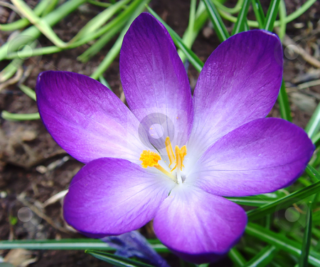 To use this stock image in your creative project, please select the size you need over to the right and click the "Add to Cart" button.
Your downloaded image will come with the Cutcaster watermark removed so don’t worry about the watermark you see on this page. Crocus stock photo, A close up of a crocus in spring by Ivan Paunovic