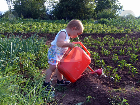 To use this stock image in your creative project, please select the size you need over to the right and click the "Add to Cart" button.
Your downloaded image will come with the Cutcaster watermark removed so don’t worry about the watermark you see on this page. Boy watering stock photo, A boy is watering sweet pepper in a garden by Ivan Paunovic