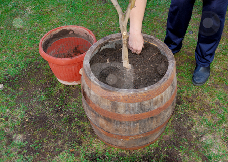To use this stock image in your creative project, please select the size you need over to the right and click the "Add to Cart" button.
Your downloaded image will come with the Cutcaster watermark removed so don’t worry about the watermark you see on this page. Transplanting a tree stock photo, A woman is transplanting a tree to a bigger pot by Ivan Paunovic