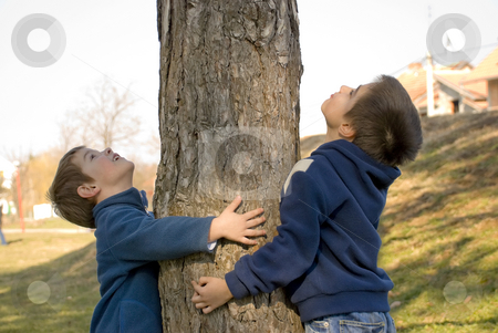 To use this stock image in your creative project, please select the size you need over to the right and click the "Add to Cart" button.
Your downloaded image will come with the Cutcaster watermark removed so don’t worry about the watermark you see on this page. Boys hugging a tree stock photo, Two boys hugging a tree and protecting it by Ivan Paunovic