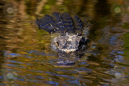 To use this stock image in your creative project, please select the size you need over to the right and click the "Add to Cart" button.
Your downloaded image will come with the Cutcaster watermark removed so don’t worry about the watermark you see on this page. Dark Water Predator stock photo, A large Alligator lies in wait in the dark waters of a Florida Canal. by Mike Dawson