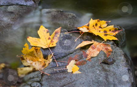 To use this stock image in your creative project, please select the size you need over to the right and click the "Add to Cart" button.
Your downloaded image will come with the Cutcaster watermark removed so don’t worry about the watermark you see on this page. Left by the Seasons stock photo, Autumn leave left by the wind and changing seasons on a rock amidst the rushing water of a mountain stream. by Mike Dawson