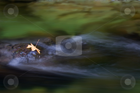 To use this stock image in your creative project, please select the size you need over to the right and click the "Add to Cart" button.
Your downloaded image will come with the Cutcaster watermark removed so don’t worry about the watermark you see on this page. Dark Waters stock photo, Dark waters and a deep canyon yest light managed to illuminates the lone maple leaf on a rock amidst the flow creek. by Mike Dawson