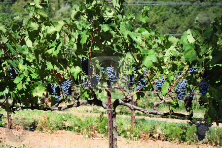 To use this stock image in your creative project, please select the size you need over to the right and click the "Add to Cart" button.
Your downloaded image will come with the Cutcaster watermark removed so don’t worry about the watermark you see on this page. Wine Grapes On The Vine stock photo, Purpel wine grapes, ripe and ready to pick and take to the winery. by Lynn Bendickson