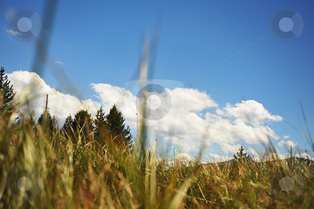 To use this stock image in your creative project, please select the size you need over to the right and click the "Add to Cart" button.
Your downloaded image will come with the Cutcaster watermark removed so don’t worry about the watermark you see on this page. A Bugs Eye View stock photo, A Bugs eye view of the surrounding forest and sky. by Lynn Bendickson