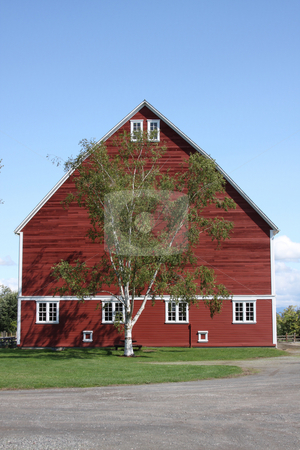 To use this stock image in your creative project, please select the size you need over to the right and click the "Add to Cart" button.
Your downloaded image will come with the Cutcaster watermark removed so don’t worry about the watermark you see on this page. Large Red Barn with Blue Sky stock photo, A large red barn in a park with blue sky background. by Steve Stedman