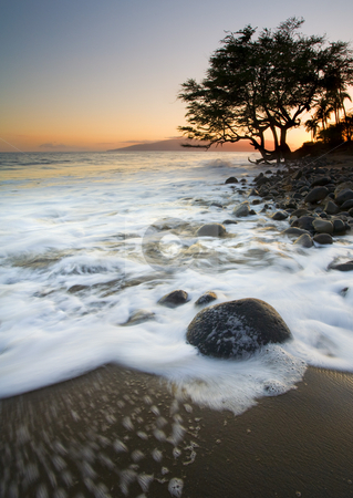 To use this stock image in your creative project, please select the size you need over to the right and click the "Add to Cart" button.
Your downloaded image will come with the Cutcaster watermark removed so don’t worry about the watermark you see on this page. Sand & Sea stock photo, A lone tree surrounded by the rising tide along the coast of Maui near Lahaina by Mike Dawson