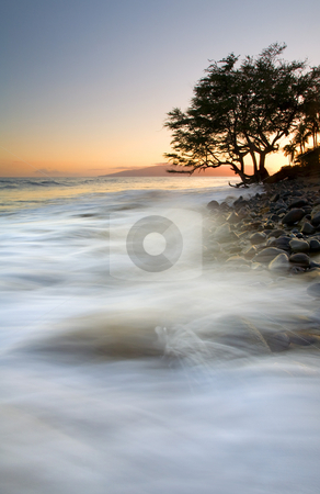 To use this stock image in your creative project, please select the size you need over to the right and click the "Add to Cart" button.
Your downloaded image will come with the Cutcaster watermark removed so don’t worry about the watermark you see on this page. Seashore with tree stock photo, A lone tree anchors the coast and braces for the impact of another wave of the incoming tide crashing ashore at sunset near Lahaina on Maui. by Mike Dawson