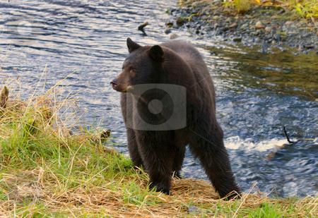 To use this stock image in your creative project, please select the size you need over to the right and click the "Add to Cart" button.
Your downloaded image will come with the Cutcaster watermark removed so don’t worry about the watermark you see on this page. Mama Bear stock photo, A black bear mother looking back at her twin cubs as they all head to the stream to fish for spawning salmon by Mike Dawson