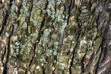 To use this stock image in your creative project, please select the size you need over to the right and click the "Add to Cart" button.
Your downloaded image will come with the Cutcaster watermark removed so don’t worry about the watermark you see on this page. Tree bark close-up stock photo, Tree bark close-up by Natalia Macheda