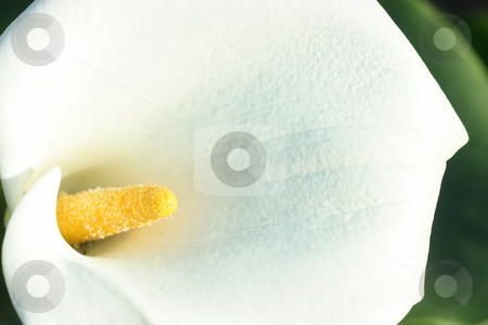 To use this stock image in your creative project, please select the size you need over to the right and click the "Add to Cart" button.
Your downloaded image will come with the Cutcaster watermark removed so don’t worry about the watermark you see on this page. White calla close-up stock photo, Extreme close of white calla. Focus on yellow pistil by Natalia Macheda