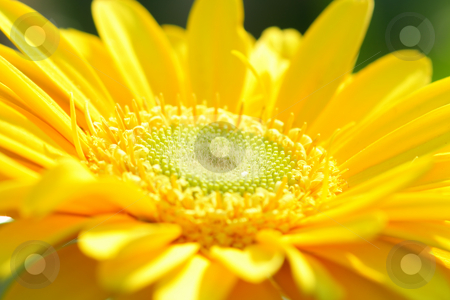 To use this stock image in your creative project, please select the size you need over to the right and click the "Add to Cart" button.
Your downloaded image will come with the Cutcaster watermark removed so don’t worry about the watermark you see on this page. Yellow gerbera close-up stock photo, Macro shot of yellow gerbera head center under sun by Natalia Macheda