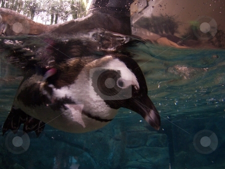 To use this stock image in your creative project, please select the size you need over to the right and click the "Add to Cart" button.
Your downloaded image will come with the Cutcaster watermark removed so don’t worry about the watermark you see on this page. Penguin stock photo, A good close picture of a penguin swimming. Thanks by David Robinson