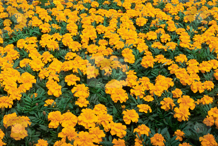 To use this stock image in your creative project, please select the size you need over to the right and click the "Add to Cart" button.
Your downloaded image will come with the Cutcaster watermark removed so don’t worry about the watermark you see on this page. MPIXIS250711 stock photo, Aurora marigold flowers by Mpixis World
