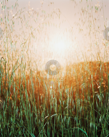 To use this stock image in your creative project, please select the size you need over to the right and click the "Add to Cart" button.
Your downloaded image will come with the Cutcaster watermark removed so don’t worry about the watermark you see on this page. MPIXIS250748 stock photo, Sunset over field of marram grass by Mpixis World