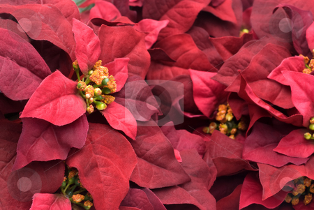 To use this stock image in your creative project, please select the size you need over to the right and click the "Add to Cart" button.
Your downloaded image will come with the Cutcaster watermark removed so don’t worry about the watermark you see on this page. Christmas decorations stock photo, Festive holiday Christmas decorations by Vince Clements
