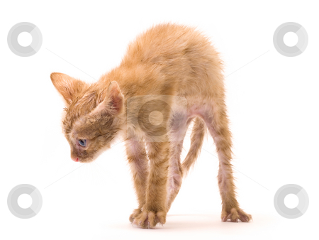 To use this stock image in your creative project, please select the size you need over to the right and click the "Add to Cart" button.
Your downloaded image will come with the Cutcaster watermark removed so don’t worry about the watermark you see on this page. Isolated kitten stock photo, Tomcat isolated on white background cat pussy expressions emotions by Adrian Costea