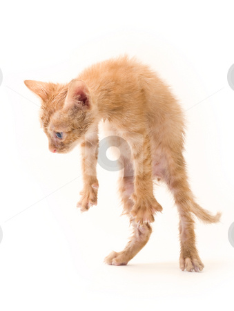 To use this stock image in your creative project, please select the size you need over to the right and click the "Add to Cart" button.
Your downloaded image will come with the Cutcaster watermark removed so don’t worry about the watermark you see on this page. Isolated kitten stock photo, Tomcat isolated on white background cat pussy expressions emotions by Adrian Costea