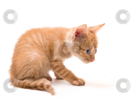 To use this stock image in your creative project, please select the size you need over to the right and click the "Add to Cart" button.
Your downloaded image will come with the Cutcaster watermark removed so don’t worry about the watermark you see on this page. Isolated kitten stock photo, Tomcat isolated on white background cat pussy expressions emotions by Adrian Costea