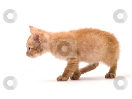 To use this stock image in your creative project, please select the size you need over to the right and click the "Add to Cart" button.
Your downloaded image will come with the Cutcaster watermark removed so don’t worry about the watermark you see on this page. Isolated kitten stock photo, Tomcat isolated on white background cat pussy expressions emotions by Adrian Costea