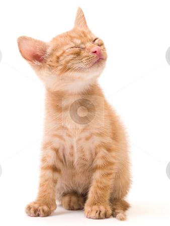 To use this stock image in your creative project, please select the size you need over to the right and click the "Add to Cart" button.
Your downloaded image will come with the Cutcaster watermark removed so don’t worry about the watermark you see on this page. Isolated kitten stock photo, Tomcat isolated on white background cat pussy expressions emotions by Adrian Costea