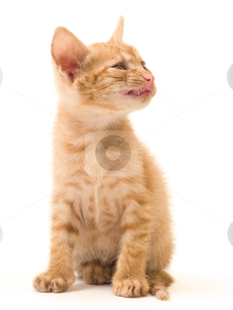 To use this stock image in your creative project, please select the size you need over to the right and click the "Add to Cart" button.
Your downloaded image will come with the Cutcaster watermark removed so don’t worry about the watermark you see on this page. Isolated kitten stock photo, Tomcat isolated on white background cat pussy expressions emotions by Adrian Costea