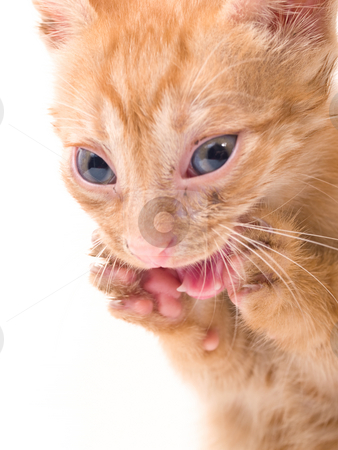 To use this stock image in your creative project, please select the size you need over to the right and click the "Add to Cart" button.
Your downloaded image will come with the Cutcaster watermark removed so don’t worry about the watermark you see on this page. Isolated kitten stock photo, Tomcat isolated on white background cat pussy expressions emotions by Adrian Costea
