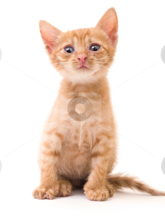 To use this stock image in your creative project, please select the size you need over to the right and click the "Add to Cart" button.
Your downloaded image will come with the Cutcaster watermark removed so don’t worry about the watermark you see on this page. Isolated kitten stock photo, Tomcat isolated on white background cat pussy expressions emotions by Adrian Costea