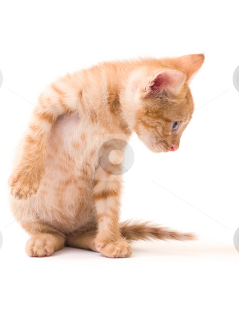 To use this stock image in your creative project, please select the size you need over to the right and click the "Add to Cart" button.
Your downloaded image will come with the Cutcaster watermark removed so don’t worry about the watermark you see on this page. Isolated kitten stock photo, Tomcat isolated on white background cat pussy expressions emotions by Adrian Costea