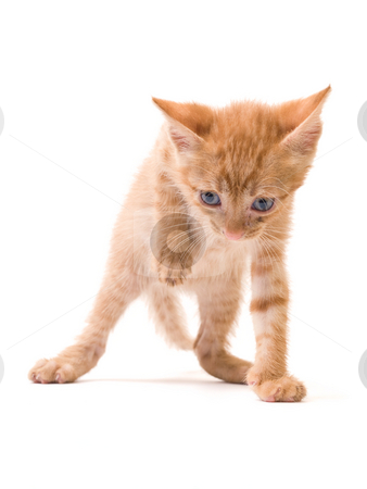 To use this stock image in your creative project, please select the size you need over to the right and click the "Add to Cart" button.
Your downloaded image will come with the Cutcaster watermark removed so don’t worry about the watermark you see on this page. Isolated kitten stock photo, Tomcat isolated on white background cat pussy expressions emotions by Adrian Costea