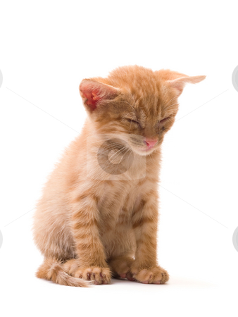To use this stock image in your creative project, please select the size you need over to the right and click the "Add to Cart" button.
Your downloaded image will come with the Cutcaster watermark removed so don’t worry about the watermark you see on this page. Isolated kitten stock photo, Tomcat isolated on white background cat pussy expressions emotions by Adrian Costea