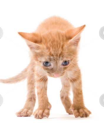 To use this stock image in your creative project, please select the size you need over to the right and click the "Add to Cart" button.
Your downloaded image will come with the Cutcaster watermark removed so don’t worry about the watermark you see on this page. Isolated kitten stock photo, Tomcat isolated on white background cat pussy expressions emotions by Adrian Costea