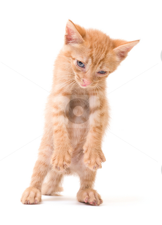 To use this stock image in your creative project, please select the size you need over to the right and click the "Add to Cart" button.
Your downloaded image will come with the Cutcaster watermark removed so don’t worry about the watermark you see on this page. Sleepy kitten stock photo, Tomcat isolated on white background cat pussy expressions emotions by Adrian Costea