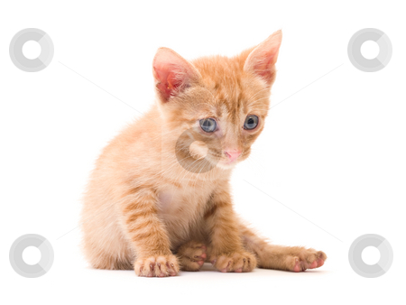 To use this stock image in your creative project, please select the size you need over to the right and click the "Add to Cart" button.
Your downloaded image will come with the Cutcaster watermark removed so don’t worry about the watermark you see on this page. Standing kitten stock photo, Tomcat isolated on white background cat pussy expressions emotions by Adrian Costea