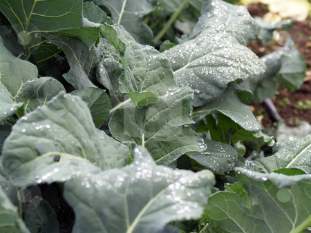 To use this stock image in your creative project, please select the size you need over to the right and click the "Add to Cart" button.
Your downloaded image will come with the Cutcaster watermark removed so don’t worry about the watermark you see on this page. Kale leaves in garden with water drops stock photo, Row of kale plants with water drops on leaves by Jeff Cleveland