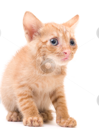 To use this stock image in your creative project, please select the size you need over to the right and click the "Add to Cart" button.
Your downloaded image will come with the Cutcaster watermark removed so don’t worry about the watermark you see on this page. Afraid kitten stock photo, Tomcat isolated on white background cat pussy expressions emotions by Adrian Costea