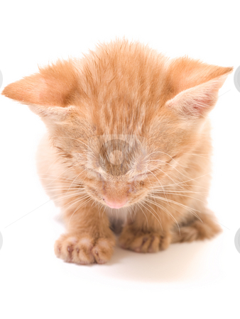 To use this stock image in your creative project, please select the size you need over to the right and click the "Add to Cart" button.
Your downloaded image will come with the Cutcaster watermark removed so don’t worry about the watermark you see on this page. Sleeping kitten stock photo, Tomcat isolated on white background cat pussy expressions emotions by Adrian Costea