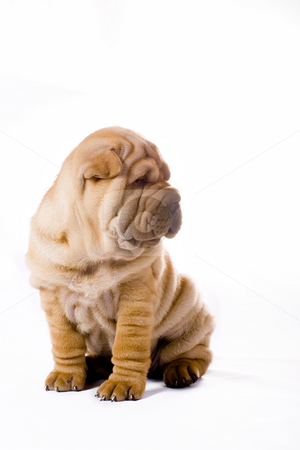 To use this stock image in your creative project, please select the size you need over to the right and click the "Add to Cart" button.
Your downloaded image will come with the Cutcaster watermark removed so don’t worry about the watermark you see on this page. Funny sharpei puppy isolated on white background stock photo, Funny sharpei puppy isolated on white background by Fesus Robert