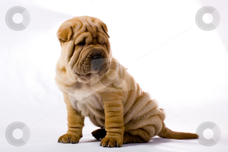 To use this stock image in your creative project, please select the size you need over to the right and click the "Add to Cart" button.
Your downloaded image will come with the Cutcaster watermark removed so don’t worry about the watermark you see on this page. Funny sharpei puppy isolated on white background stock photo, Funny sharpei puppy isolated on white background by Fesus Robert