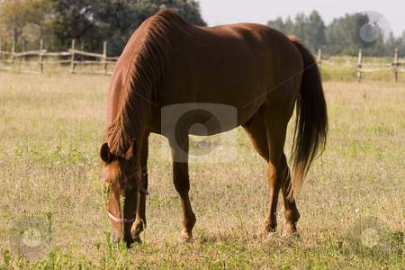 To use this stock image in your creative project, please select the size you need over to the right and click the "Add to Cart" button.
Your downloaded image will come with the Cutcaster watermark removed so don’t worry about the watermark you see on this page. Horse stock photo, Brown horse by Fesus Robert